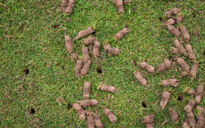 Aerating: The benefits of looking like you have goose poop on your lawn!