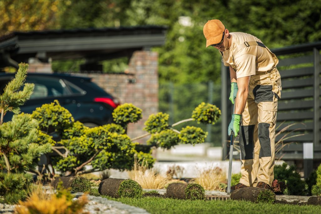 Male landscaping company employee in overalls, installing new natural grass turf in damaged areas of a lawn.