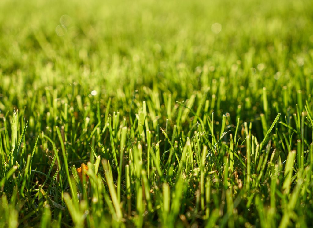 Up-close shot of healthy, green grass that became stronger after lawn grub treatment. 