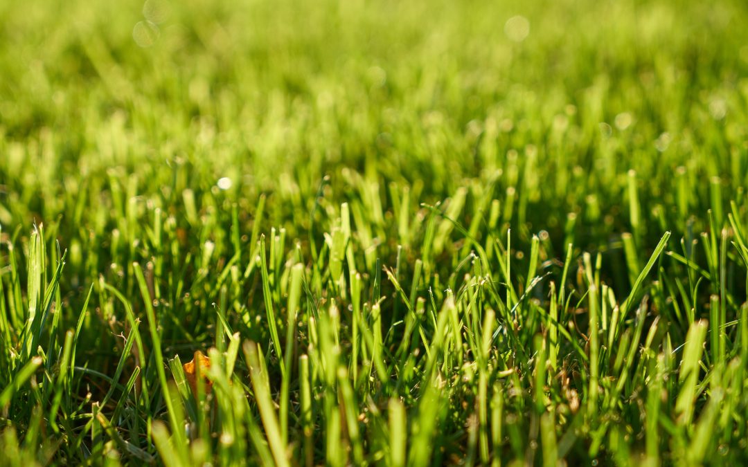 Grubs in Your Lawn? What Fraser Valley Homeowners Need to Know About Grub Treatment
