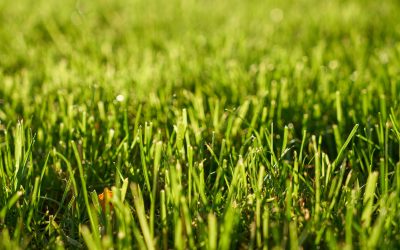 Grubs in Your Lawn? What Fraser Valley Homeowners Need to Know About Grub Treatment