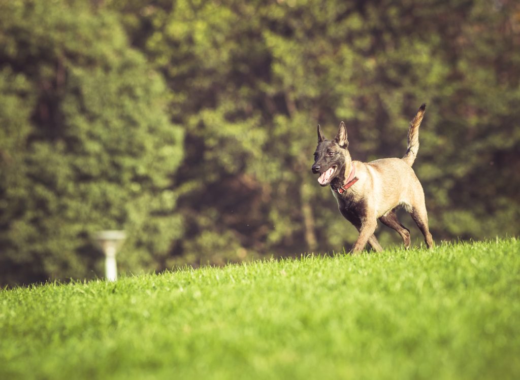 A large dog with a red collar is running on green grass safely after the lawn was treated for grubs. 