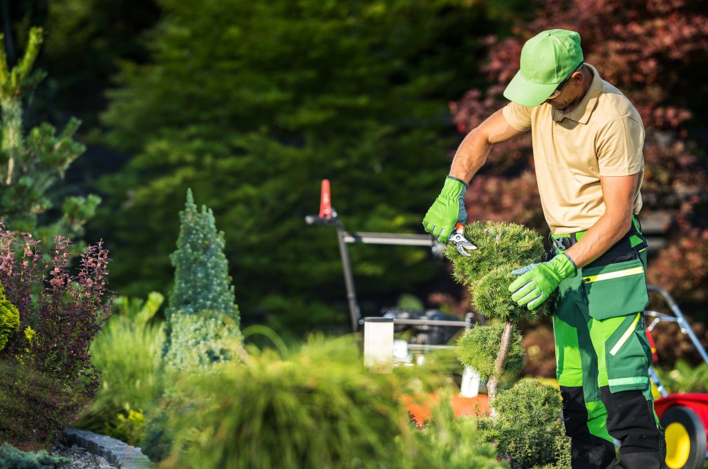 Male landscaper wearing a green hat and utility pants, trimming a small tree with shears.